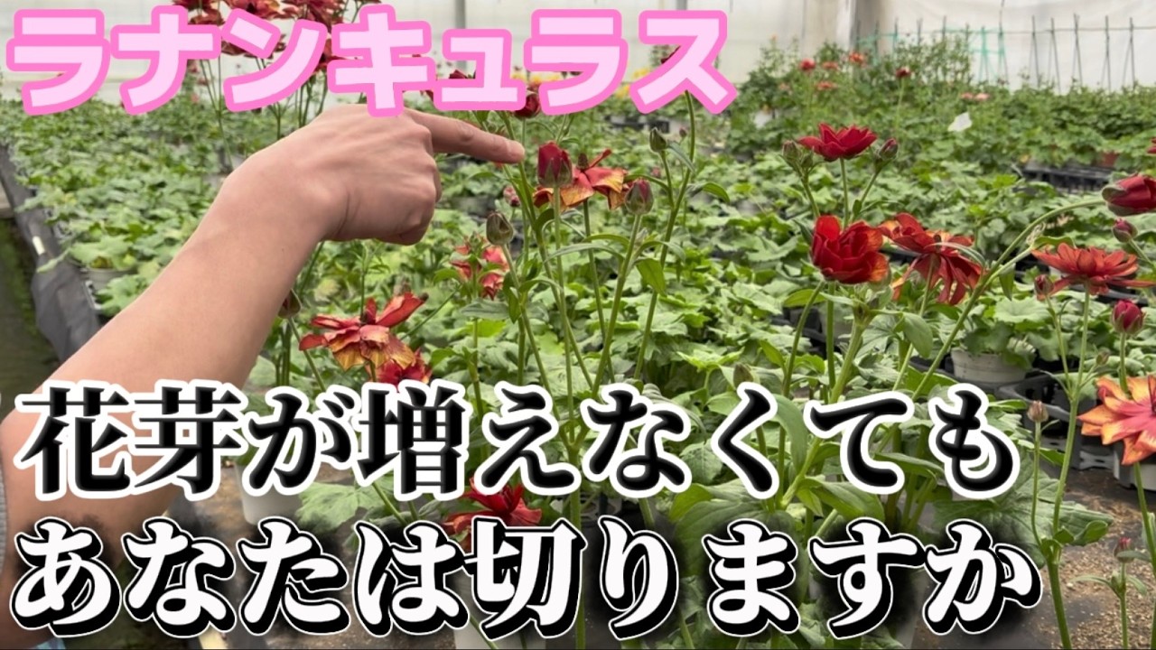 それ切っても花芽は増えません【ラナンキュラスラックス】【ランドセルシリーズ】【園芸のぶチャンネル】