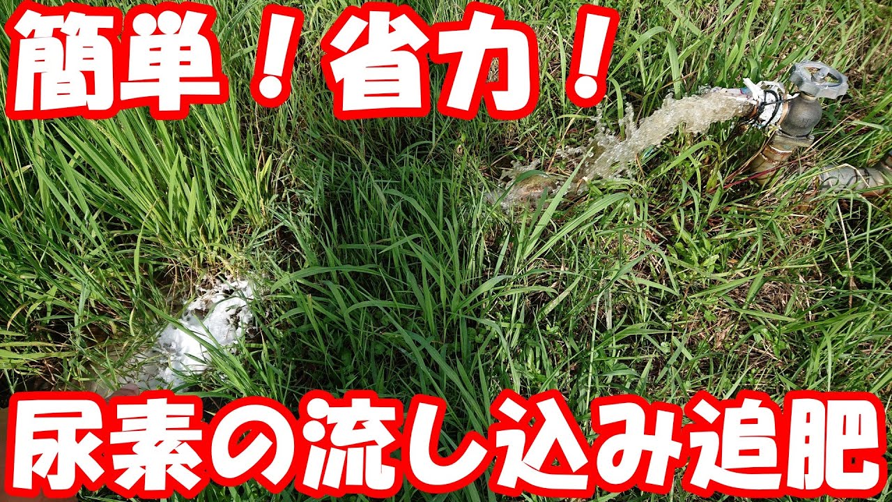 追肥を簡単に！尿素の流し込み追肥に挑戦しました