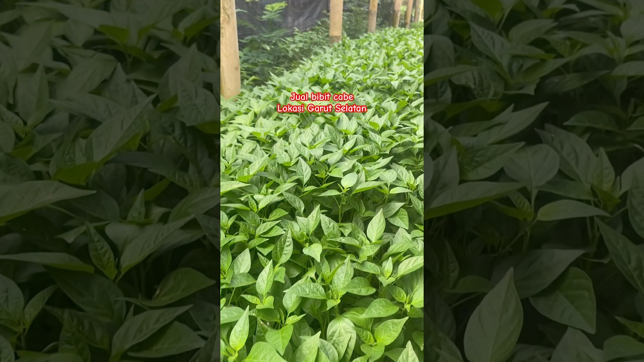 Jual bibit cabe