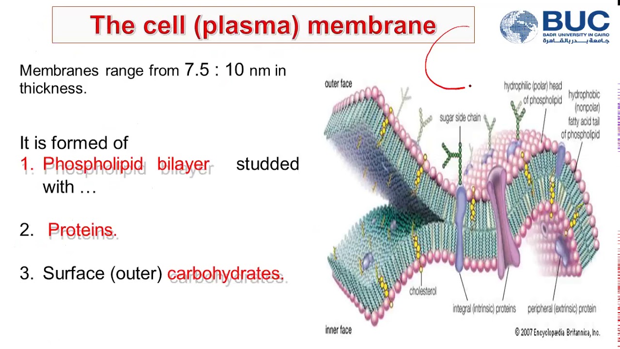 BUC | Histology 3 (Cell Membrane)