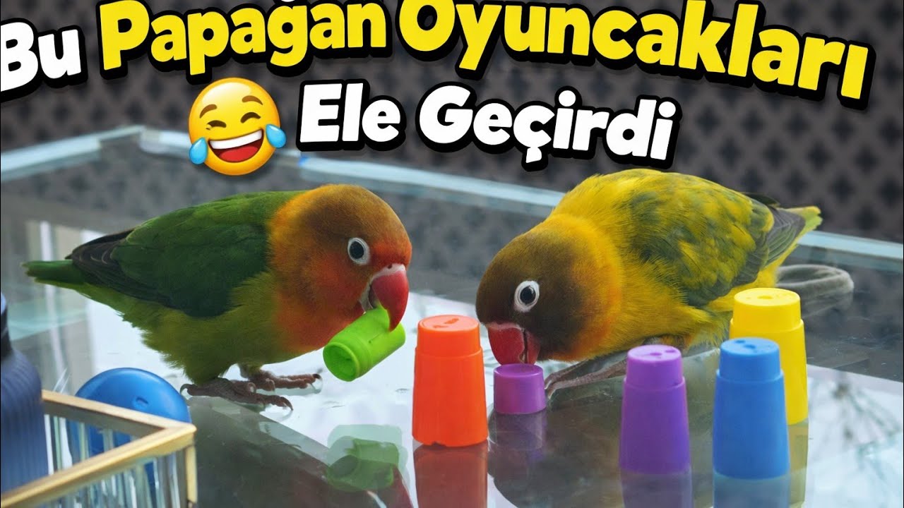 “Papağanların Bu Kadar Zeki Olduğunu Biliyor muydunuz? Vlog 12