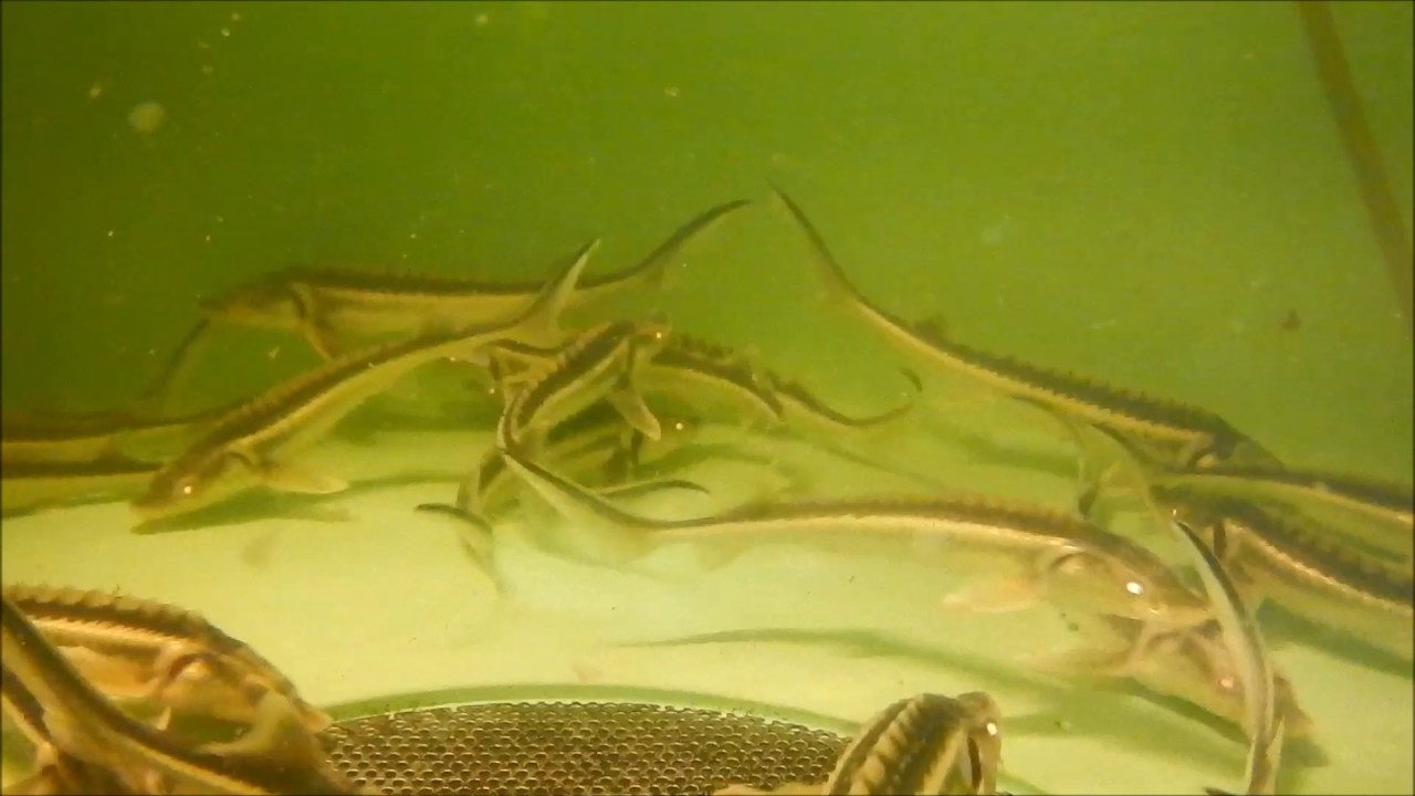 Royal Belgian Caviar's young sturgeon