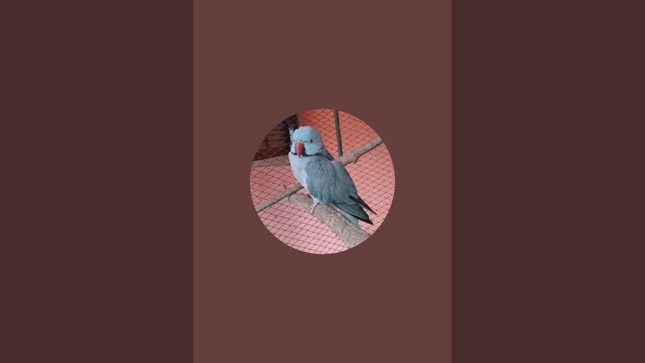 Robert Aves MG 🐦  está ao vivo!