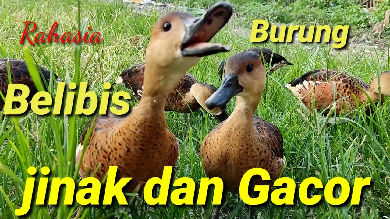 Kenapa Burung belibis saya bisa jinak dan gacor ini rahasianya