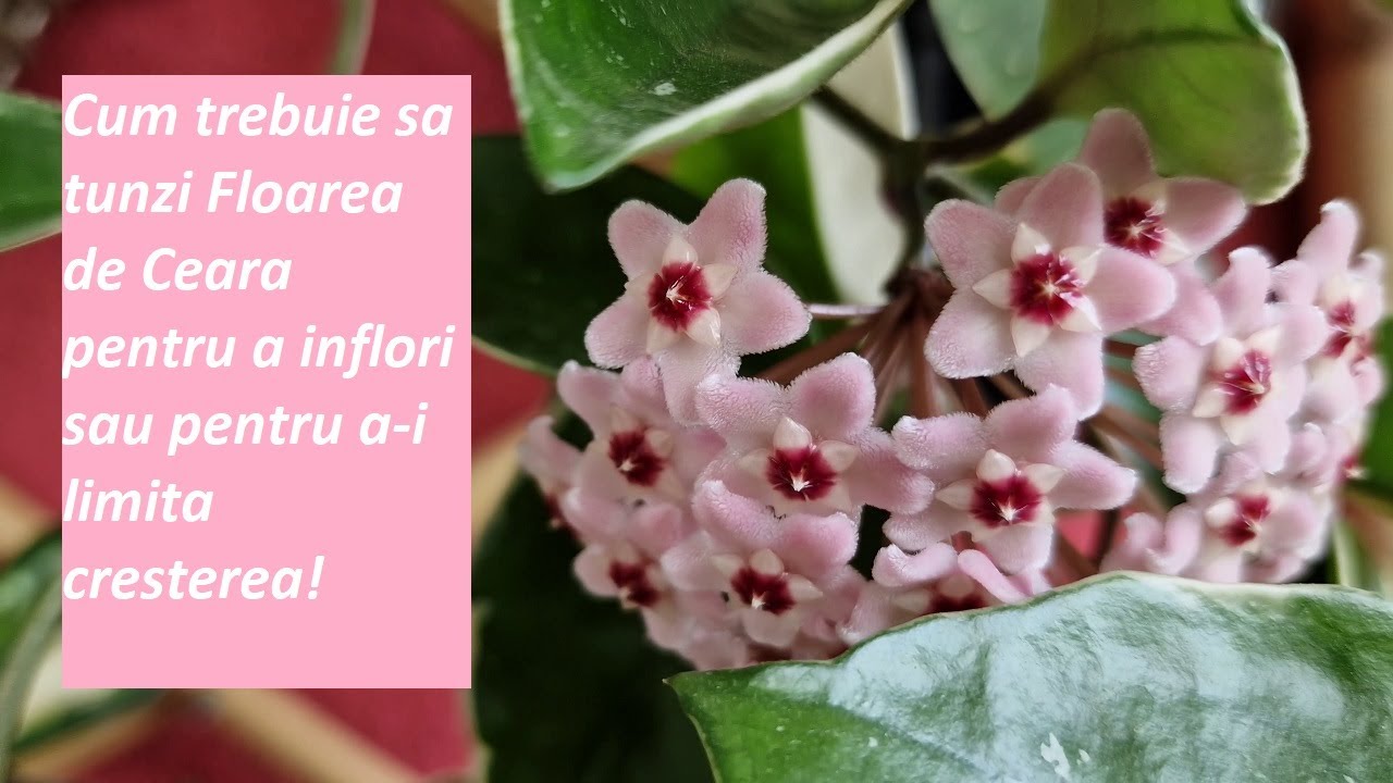 Cum se tunde Floarea de Ceara pentru a inflori!