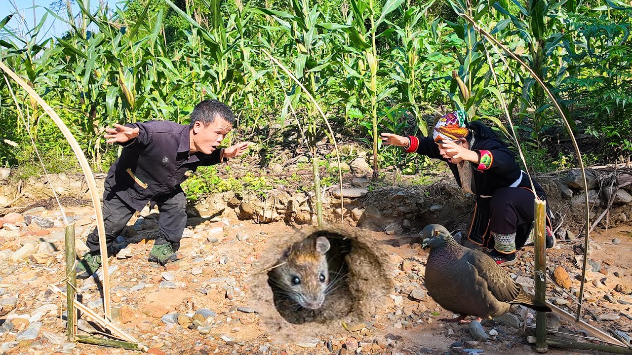 Dwarf Family Makes Traps To Catch Mice and Birds in the Wild - Primitive Life