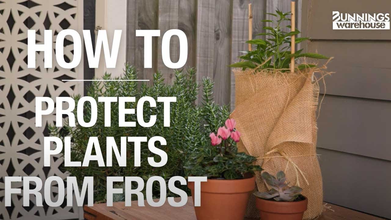 How to Protect Plants from Frost - Bunnings Warehouse