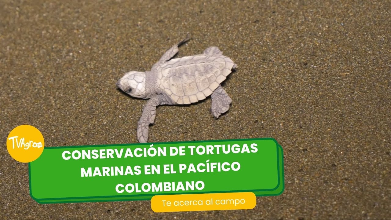 Conservación de tortugas marinas en el pacífico colombiano - TvAgro por Juan Gonzalo Angel Restrepo