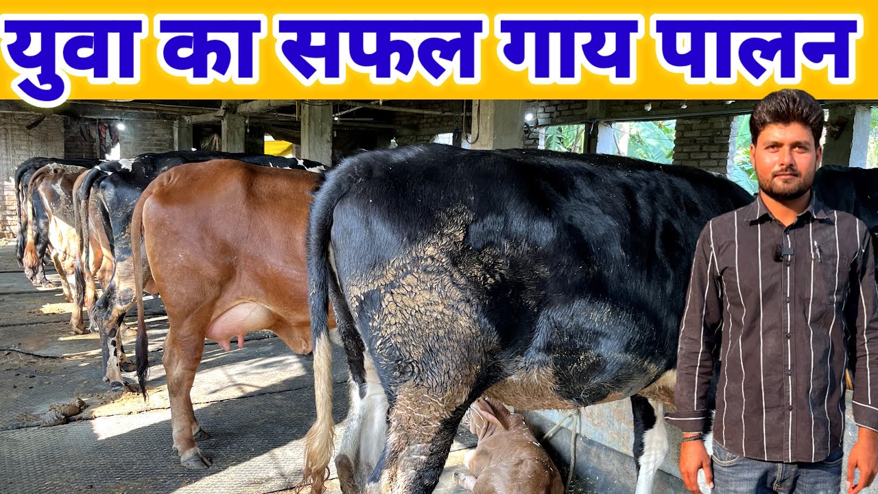 युवा का सफल गाय पालन बिज़नेस | Dairy Farming Business Ideas 