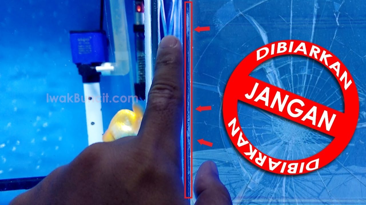 3 Penyebab Ini Kalau Dibiarkan Bikin Aquarium Ikan Mas Koki Meledak, Pecah Berkeping-Keping