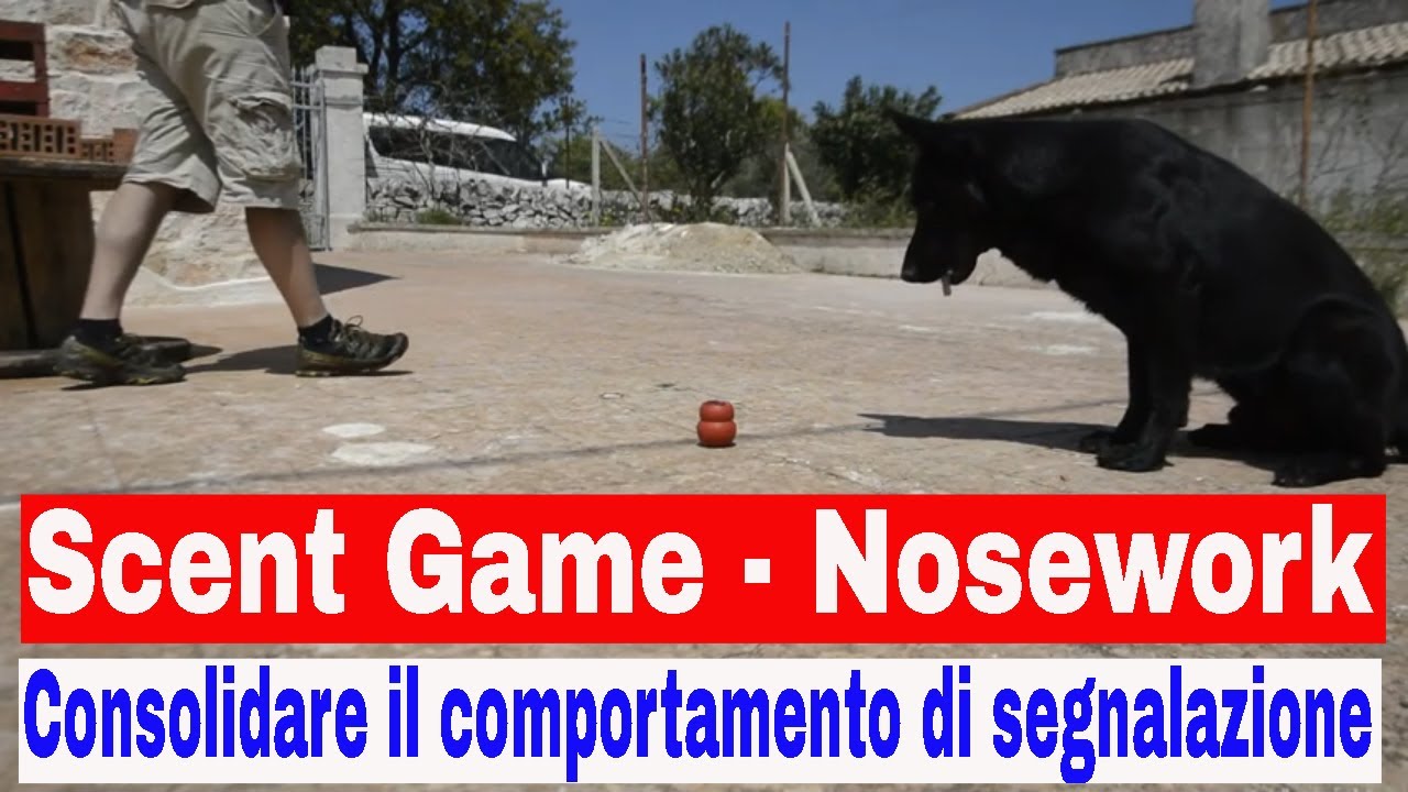 #4 Scent Game, Nosework. Consolidare la segnalazione