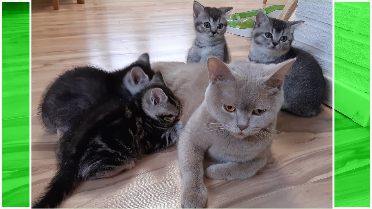 Katzenmama versucht Ihre verspielte Babys zu putzen.