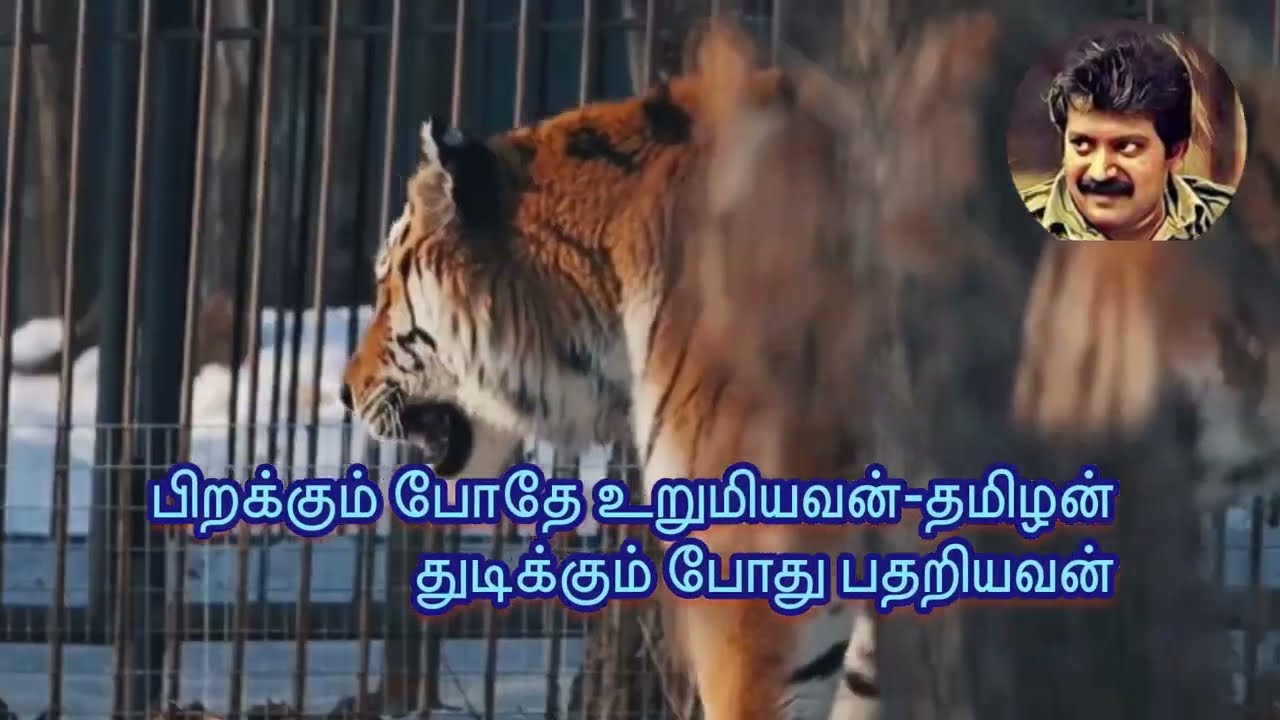 புதிய தாயகப்பாடல்/பிறக்கும்போதே உறுமியவன் தமிழன் துடிக்கும் போது பதறியவன் ….