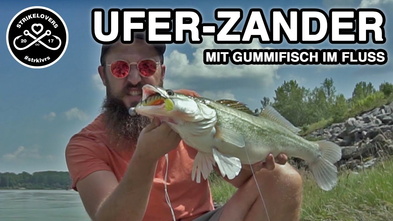 Auf ZANDER vom UFER (Donau) 🎣❤️ Spinnfischen im Fluss mit Gummifisch und Wobbler