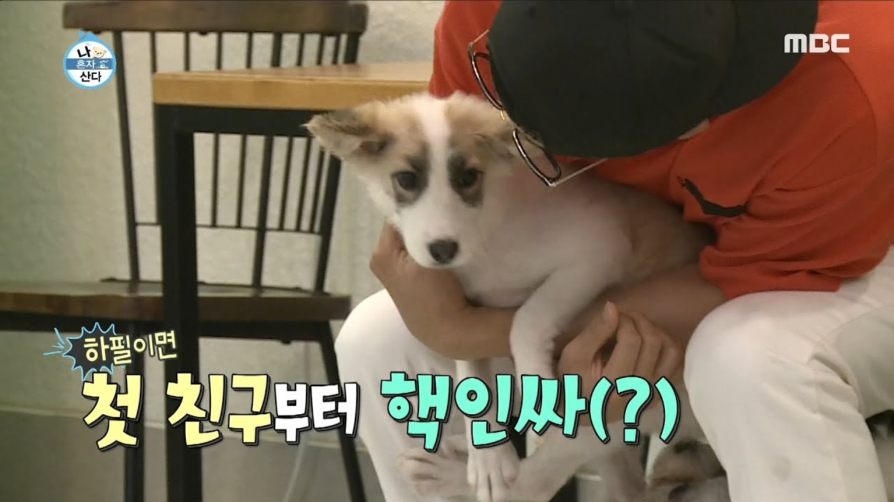 [HOT] Puppy friends 나 혼자 산다 20180816