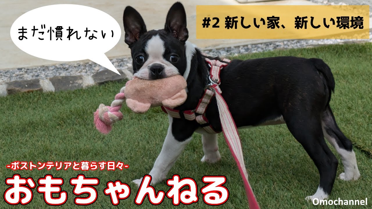 ボストンテリアのおもちゃんねる ＃２ 新しい家、新しい環境