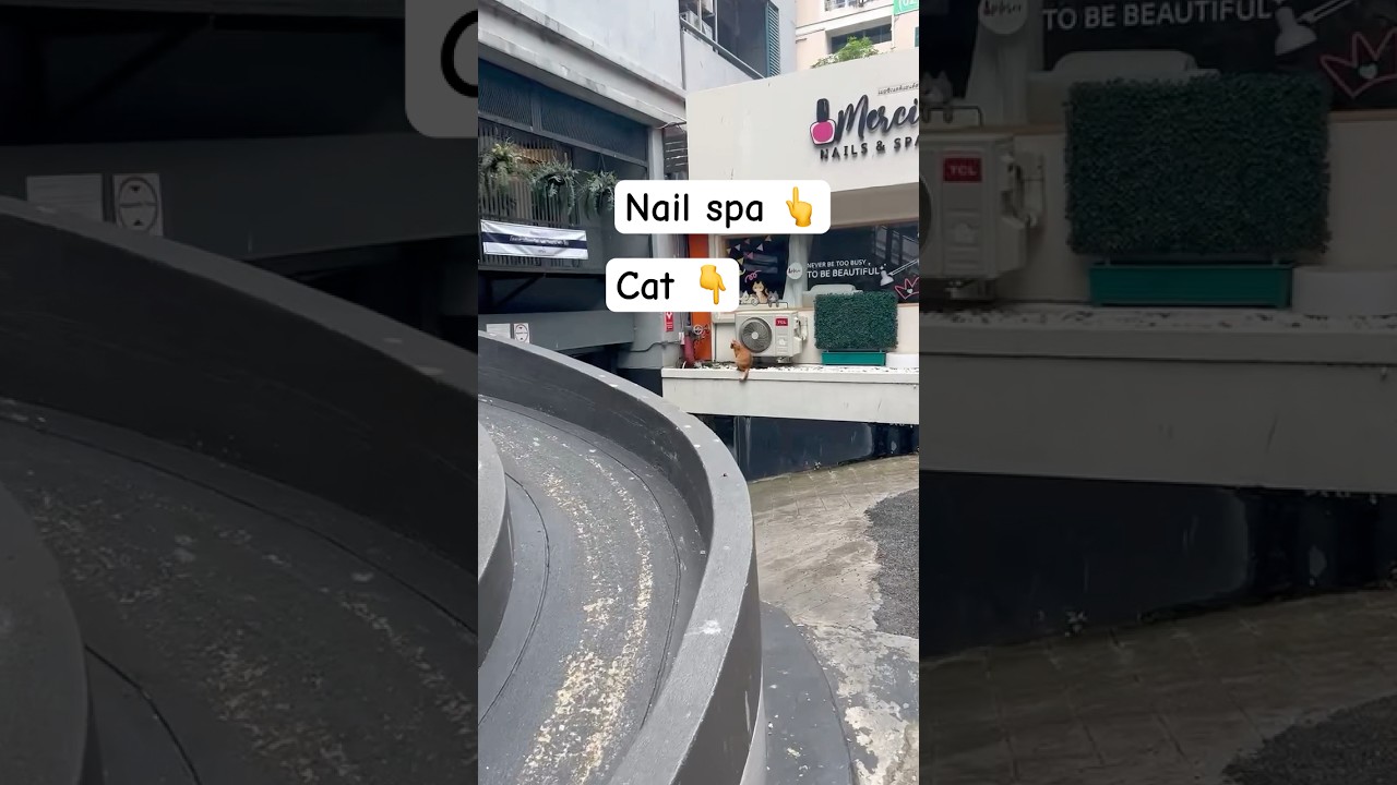Street cat 