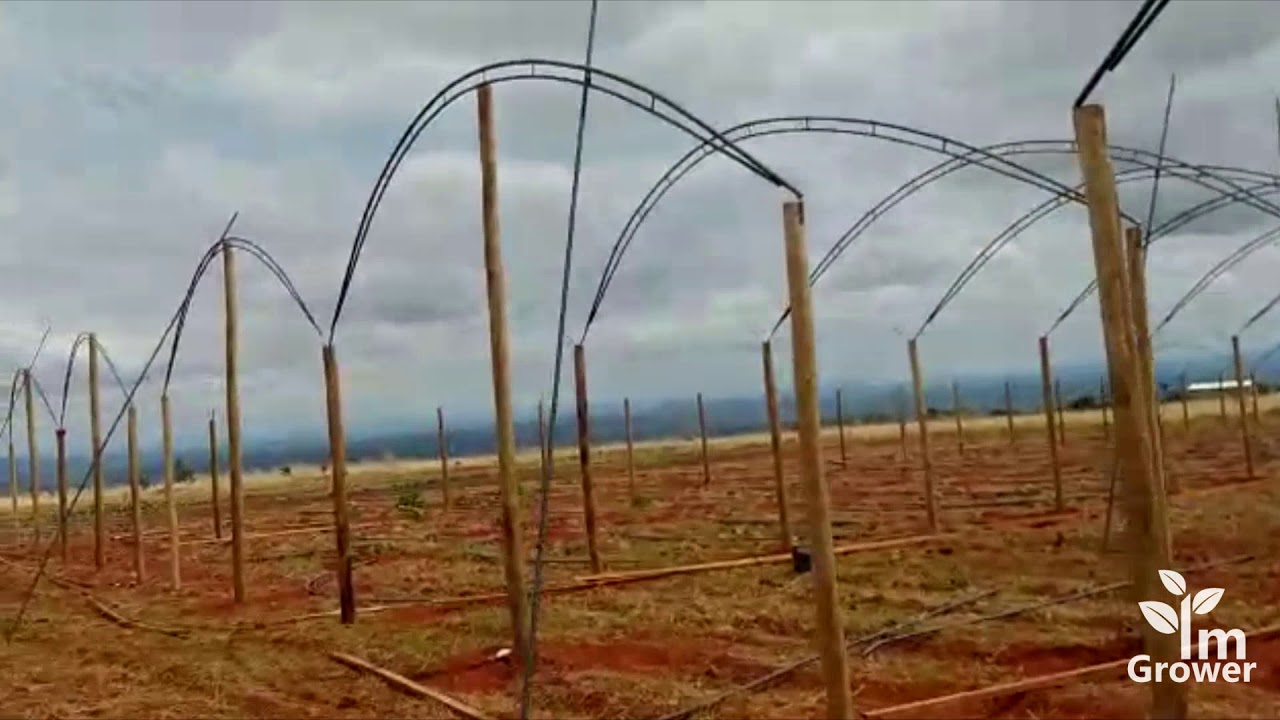 Como é Construída e Planejada uma Estufa de Tomate? (2021)