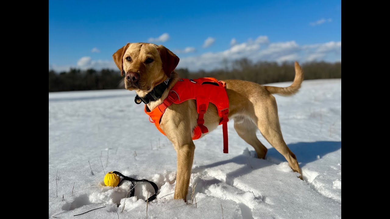 DOGGY•U is live! Labs, Goldens, Poodles? Oh my!