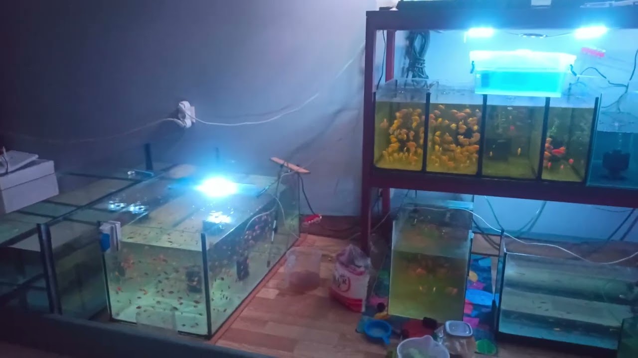 Trans genetik tetra ve zebra üretim büyük tanka geçiş