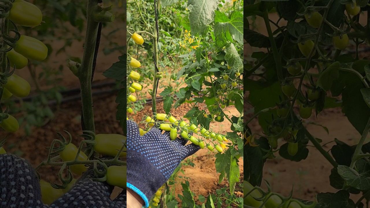 Prune this spots and your tomatoes grow 2x better farm POV #shorts