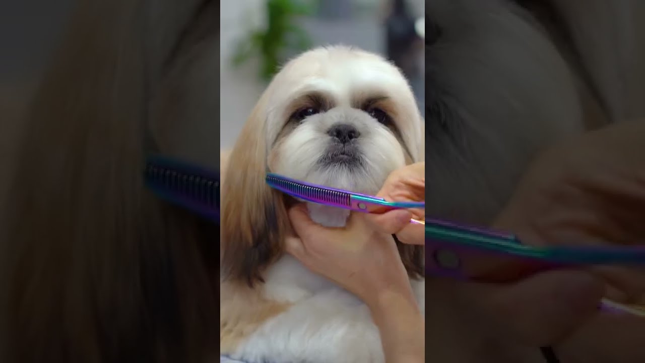 Стрижка ши-тцу - стрижка плюшевого мишки ✂️❤️🐶 такая милая!!