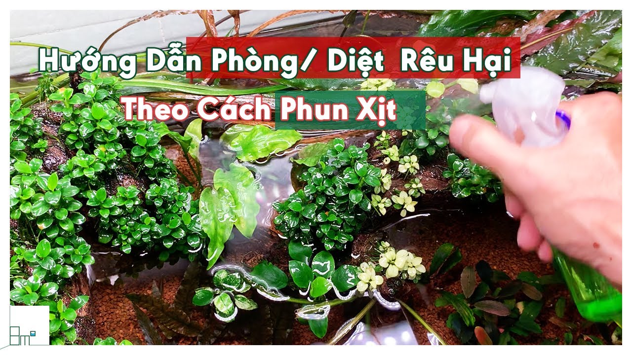 Xịt Phun Sương Diệt Rêu Hại Hồ Thủy Sinh - Hướng Dẫn Cách Làm - 8m2