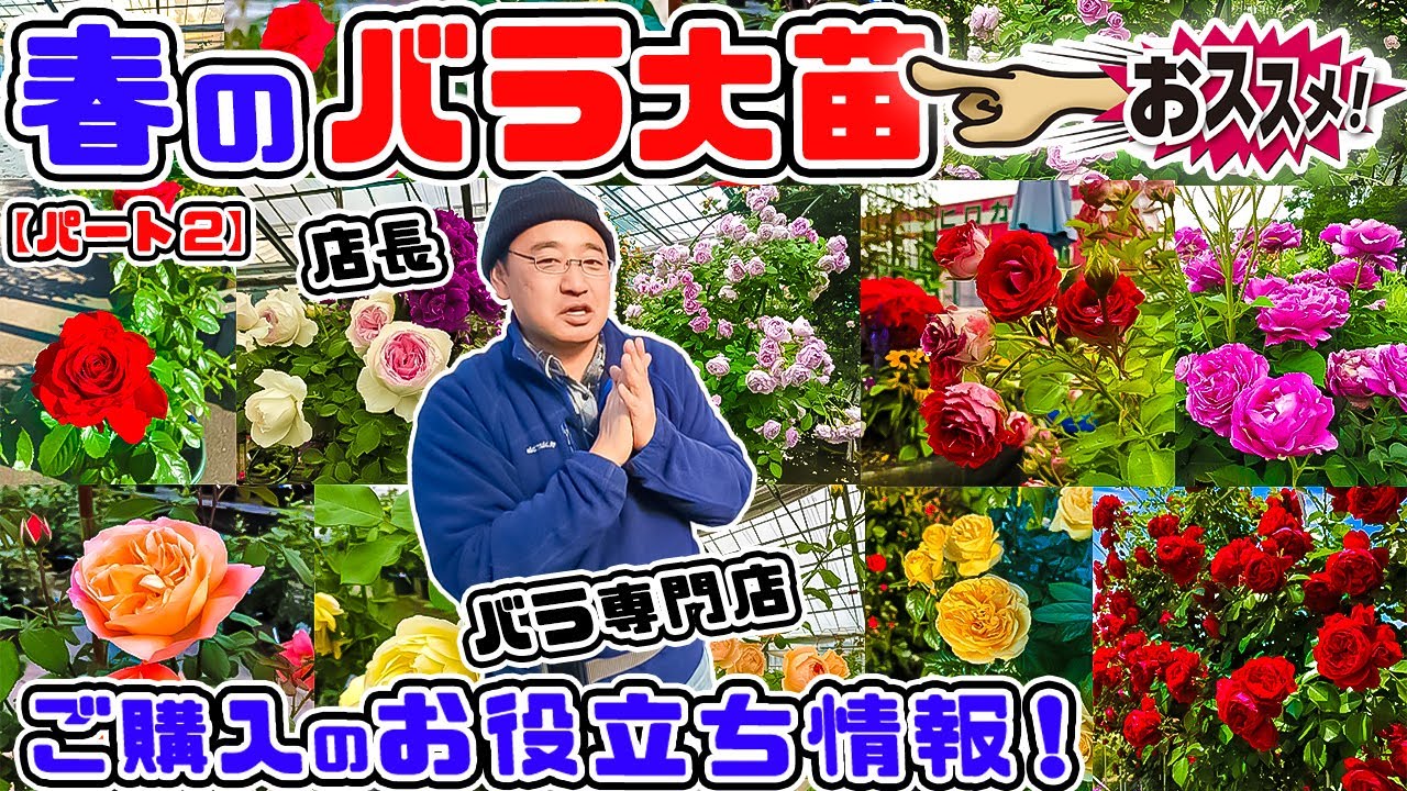 まだまだあります🌹今年の春の【バラ大苗購入のお役立ち情報!】🌹 パート2【高木大輔さん】