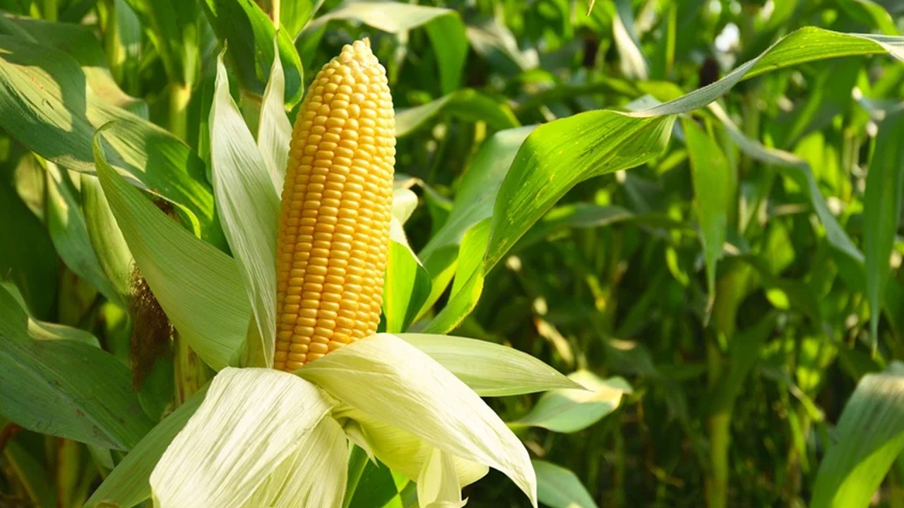 When to Harvest Corn