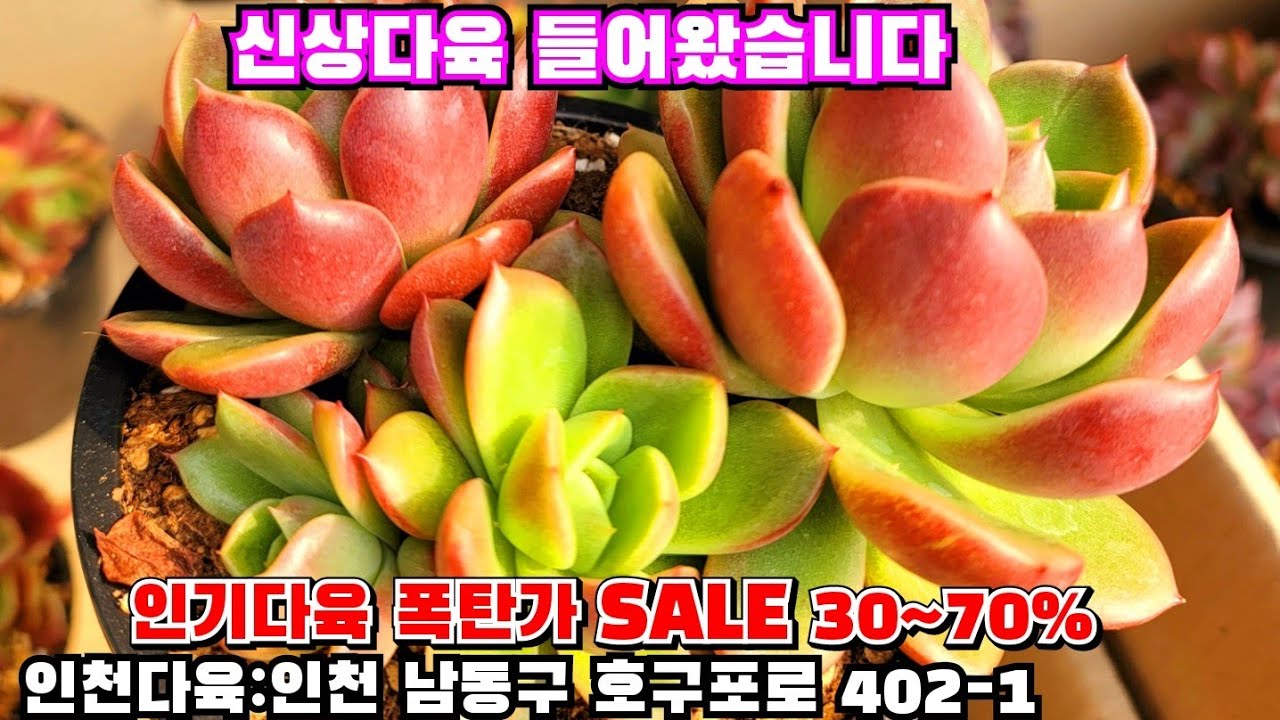 [인천다육]❤️인기다육 폭탄가 SALE 30~70% ⚠️ 시세무시하고 엄청싸게 할인판매합니다 🏡 인천 남동구 호구포로 402-1 ☎️ 010-5316-7402 
