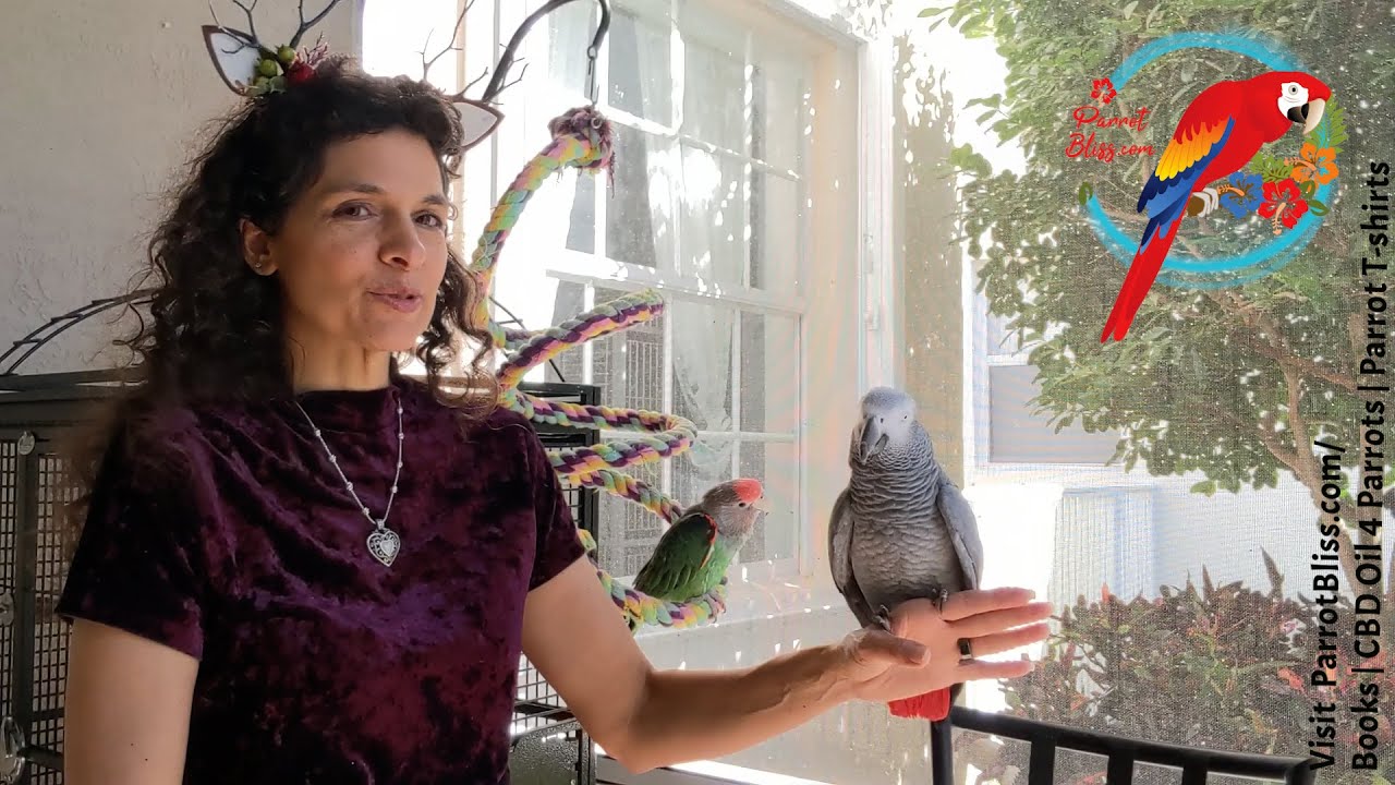 3 вещи, которые нужно знать, прежде чем завести африканского серого попугая