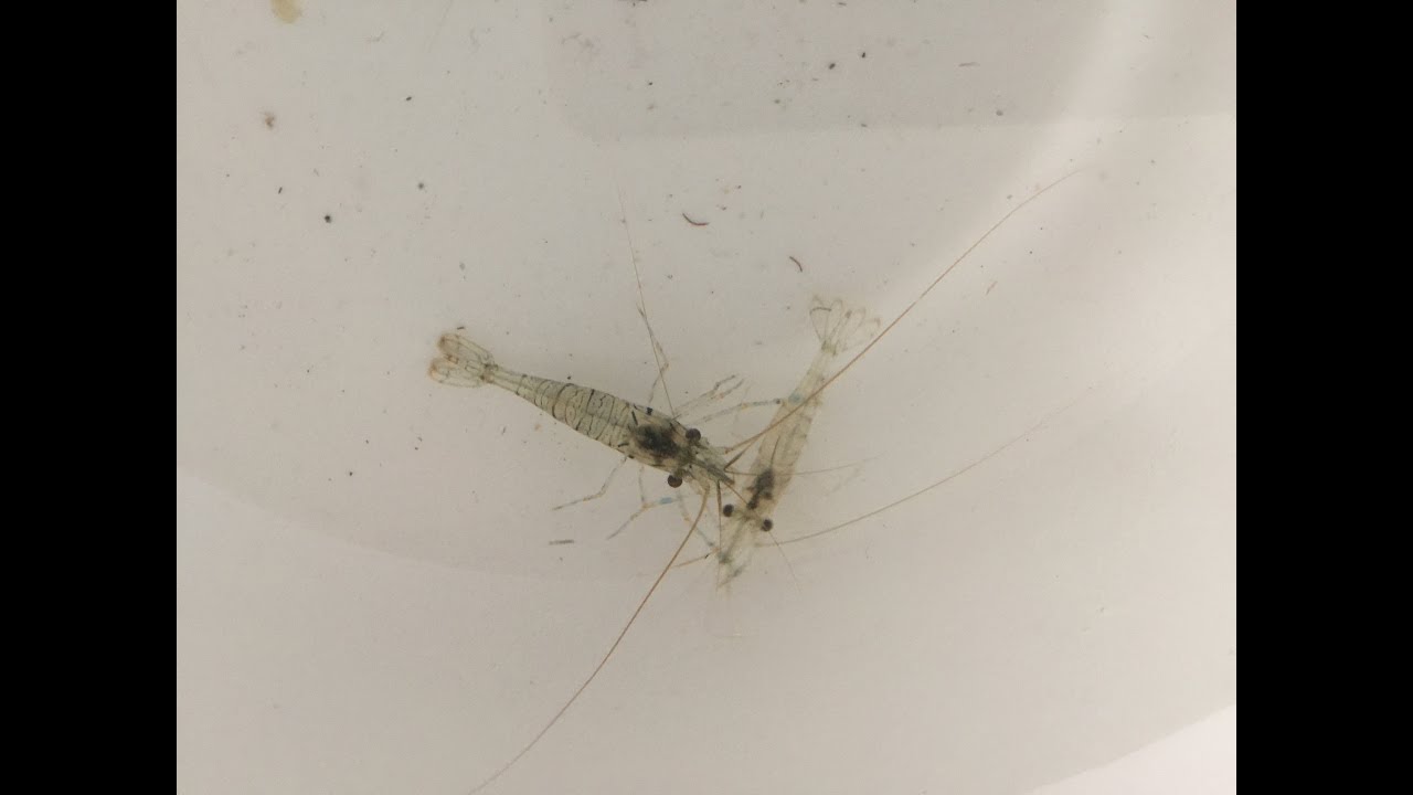 PESCA: COME PROCURARSI IL GAMBERETTO VIVO DI SCOGLIO
