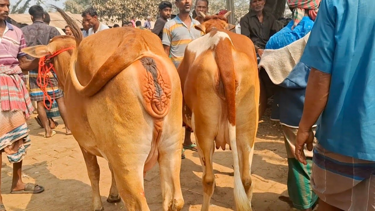 সুন্দর কিছু গাভিন গরুর বাজার দেখুন বগুড়া বিখ্যাত ধাপের হাট বাজার || ১৩/৩/২০২৬| gorur hat cow milk 