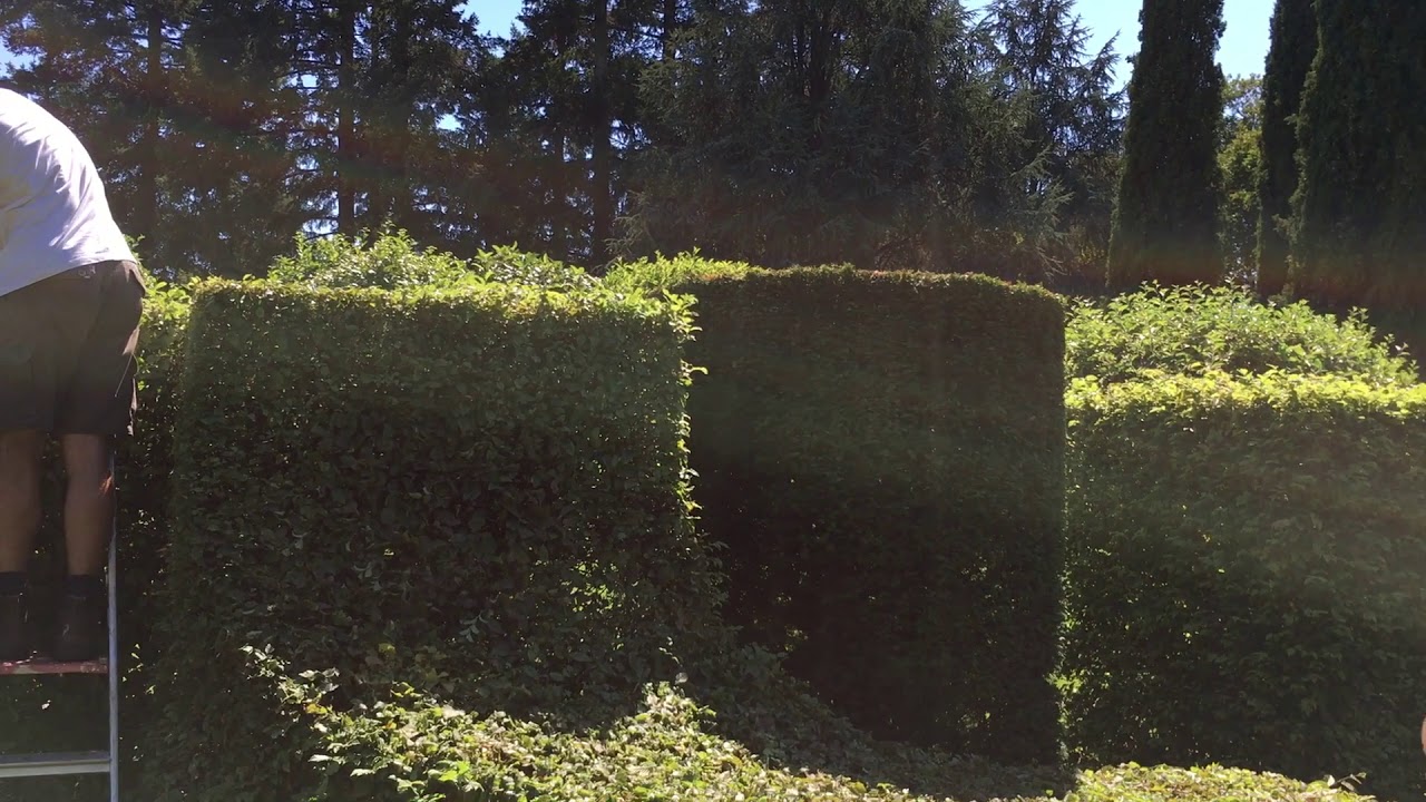 La taille des Topiaires à Eyrignac et ses Jardins
