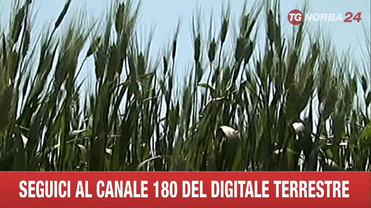 FOGGIA GRANO SARAGOLLA LUCANA