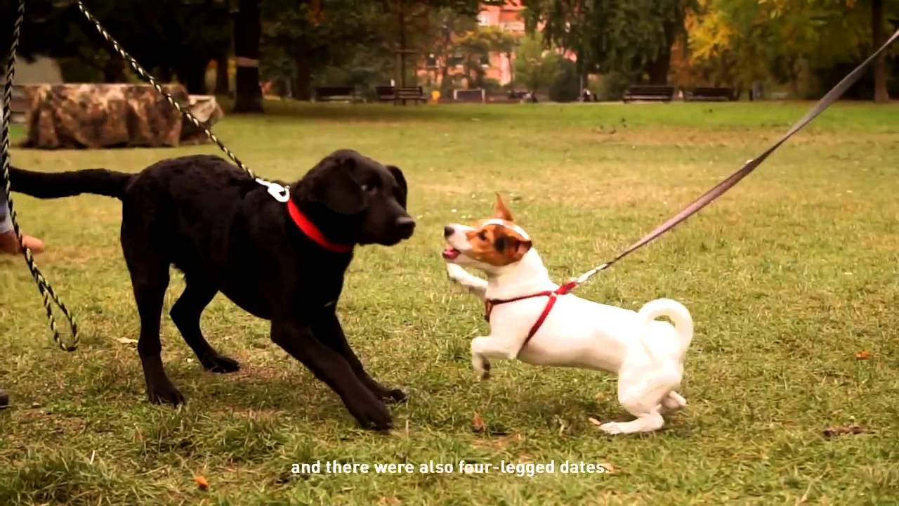 Dog Heroes - Ps&iacute; hrdinov&eacute; ENG | Royal Canin