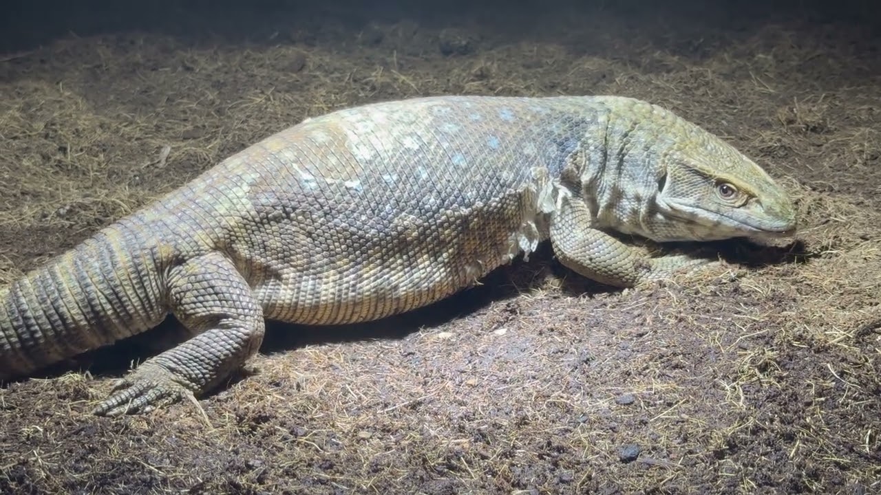 Merry christmas and a happy new year form Quality Reptiles!