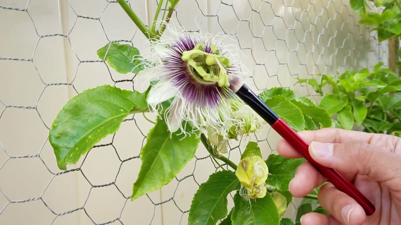 Pollinate Passionfruit Flower ~ Manual Hand Pollination