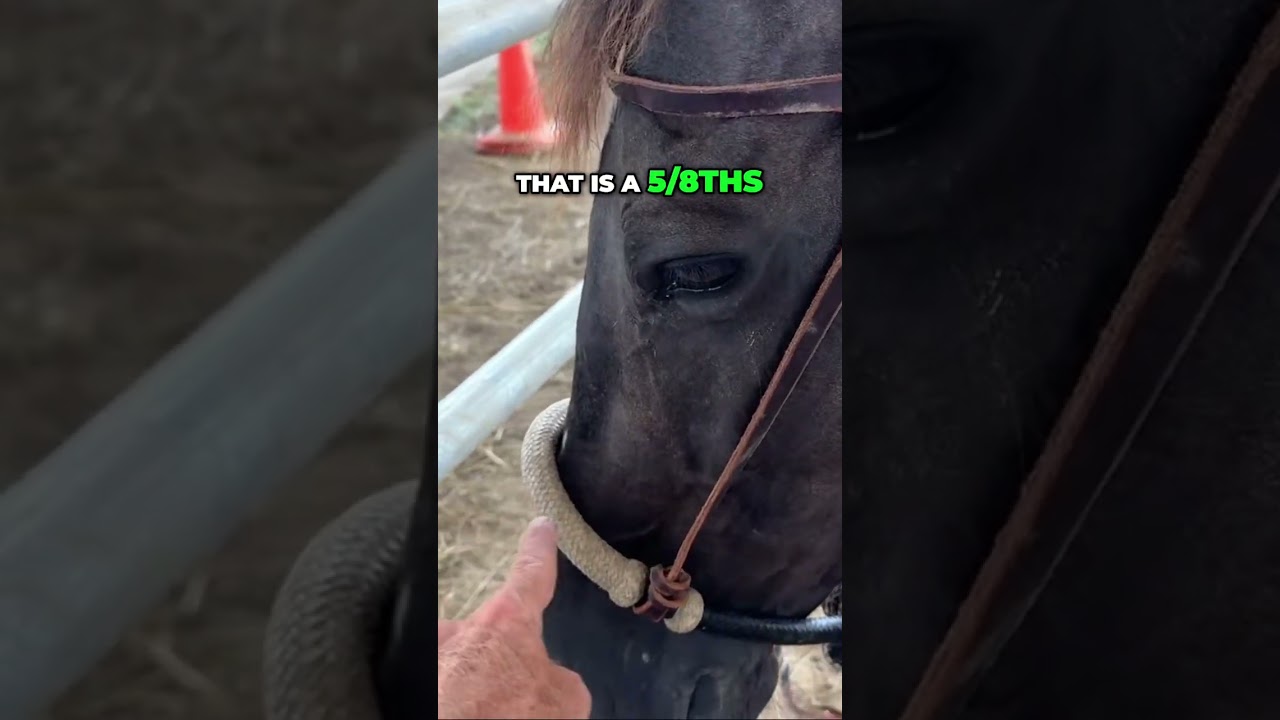 The Traditional Hackamore: The Bosal, Hanger and Mecate Reins #shorts
