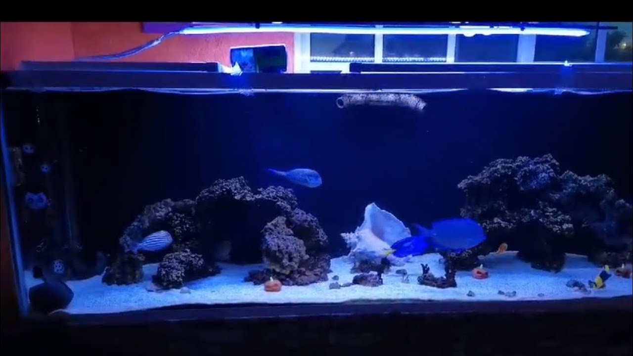 Acuario marino 650 litros solo peces increibleee😱😱 hace 1 año y ahora. miguel estado de mexico