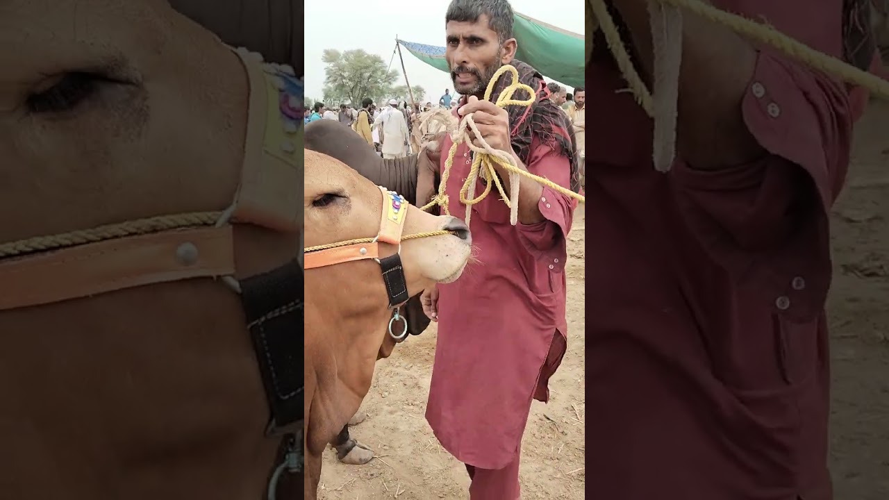 Pull qambar Mandi k khoobsorat desi bachray 