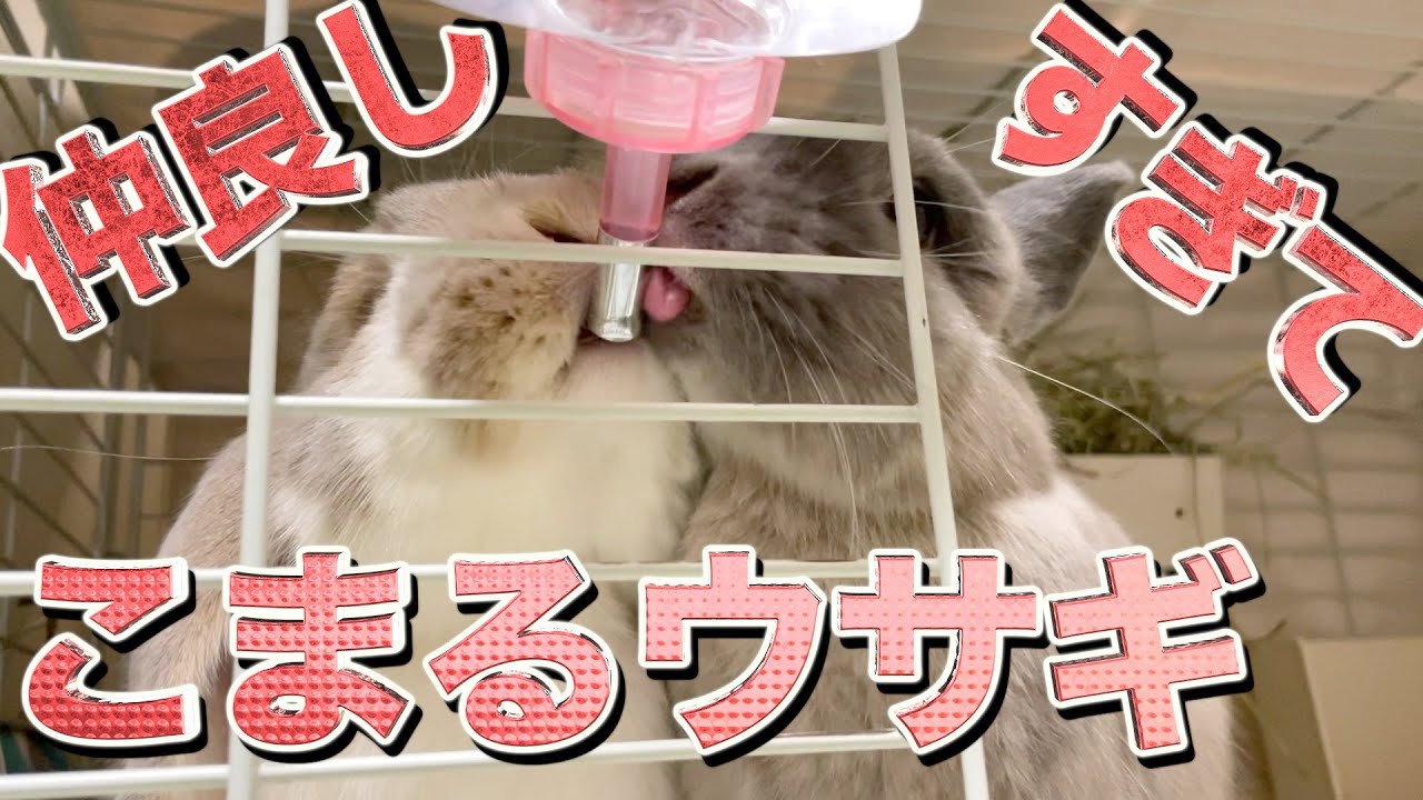同時に水を猛烈に飲みたくなったうさぎ２名の取った行動とは。仲良しすぎて困るウサギたち。ホーランドロップのもちゃとネザーランドドワーフの千寿。