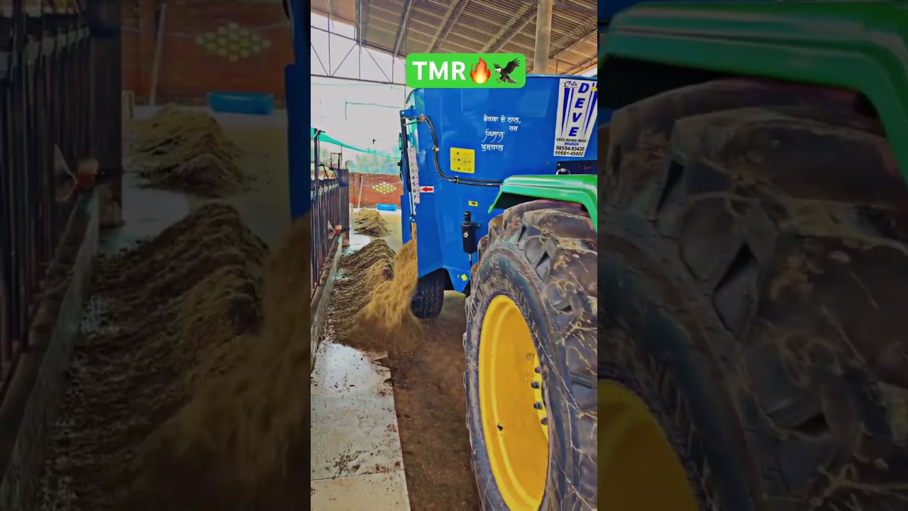 Feed mixing / TMR / Total mix Ration /Animal food /Hf cow #punjabi #newsong