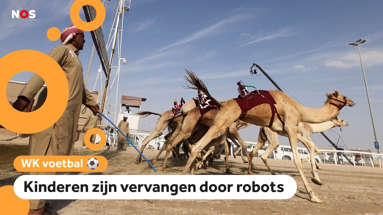 Kamelenraces zijn populaire traditie in Qatar