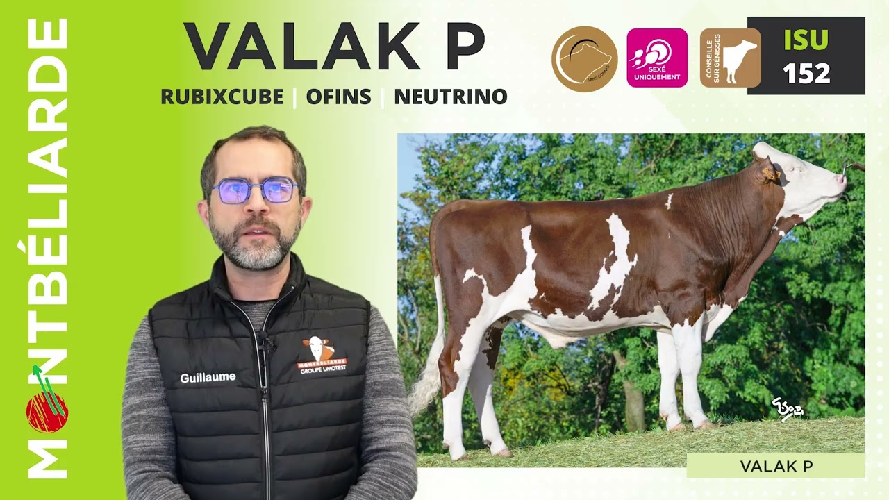 Offre taureaux Umotest Hiver 2025 - Gamme Sérénité