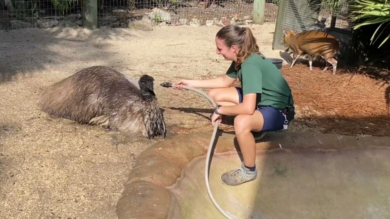 Brevard Zoo