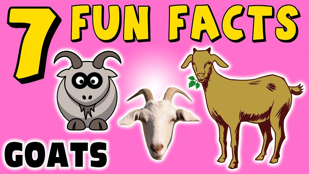 GOATS! 7 FUN FACTS ABOUT GOATS! FACTS FOR KIDS! Learning Colors! LOL! Funny! Sock Puppet!