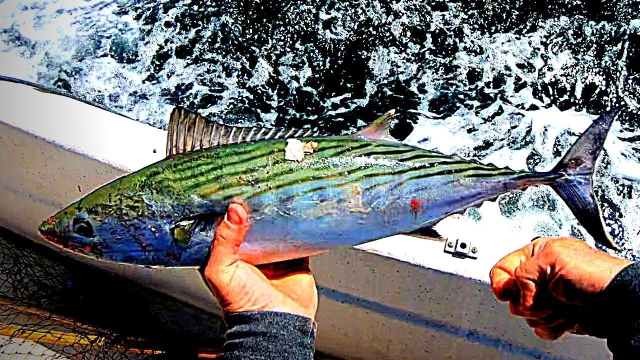 Oak Island, Nc  Atlantic Bonito And Spanish Mackerel Fishing/Trolling