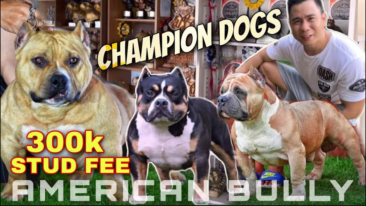 PINAKA-MAKAKAPAL NA AMERICAN BULLY NA NAKITA KO! Team Azkals &bull; Sam Walastik