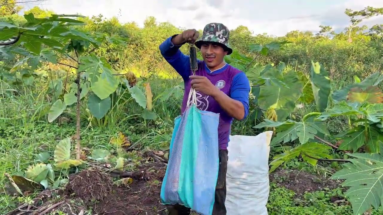Cosechando papachinas en la finca